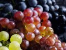 Полифенолы винограда снижают ангиогенез жировой ткани при переедании