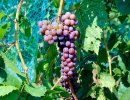 Северная Дакота представила свои первые два сорта винограда