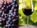ЕС выделил грант на выведение сортов винограда PIWI