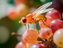 Новый метод защиты винограда и цитрусовых от плодовых мушек