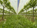 Руководство по оздоровлению почвы виноградника