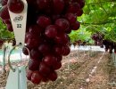 Ruby Rush: новый бессемянный сорт винограда