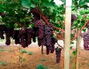 Урси: новый итальянский красный бессемянный сорт