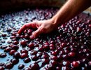 Высоковольтное решение для устойчивого виноделия