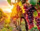 Опрыскивание листьев смягчает стресс от жары и недостатка воды