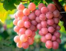 Косю: японский столовый виноград стал звездой виноделия