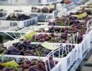 Японский рынок открыт для винограда из Перу