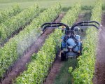 ЕС отзывает запрет на использование пестицидов в виноградарстве