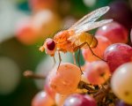 Новый метод защиты винограда и цитрусовых от плодовых мушек