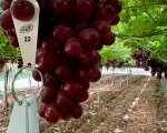 Ruby Rush: новый бессемянный сорт винограда