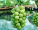 Китай: мощный игрок на мировом рынке столового винограда