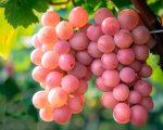 Косю: японский столовый виноград стал звездой виноделия