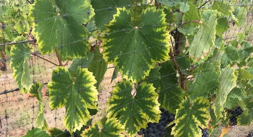 дефицит магния на листьях винограда