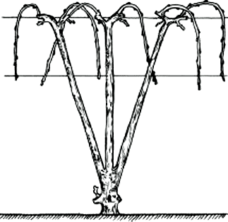 Веерная трехштамбовая форма со свисающими лозами
