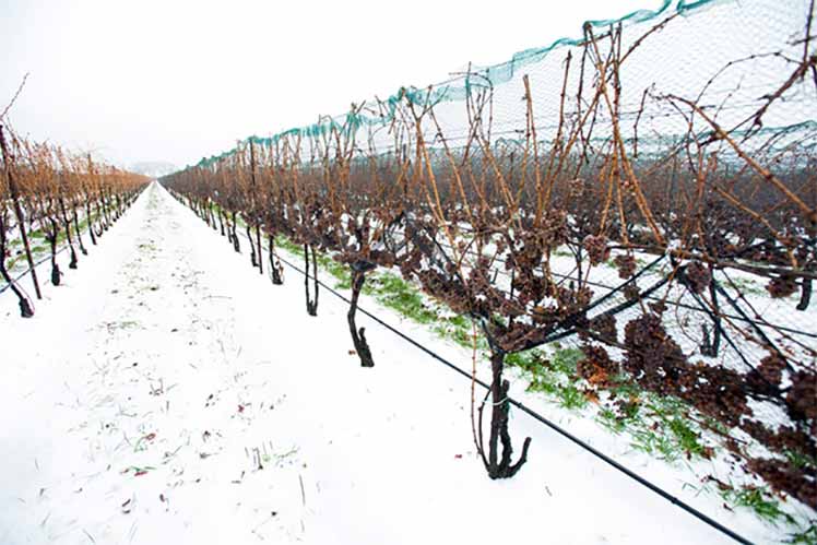 замерзшие грозди винограда на винограднике