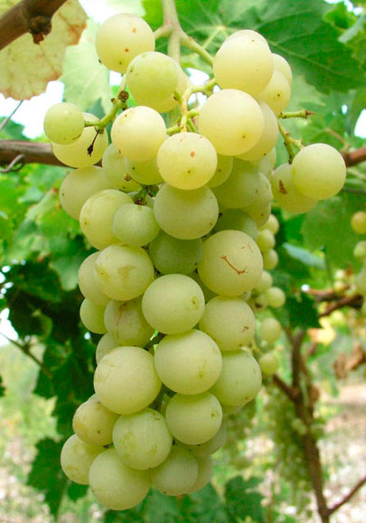 Баресана сорт винограда