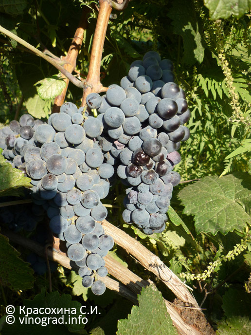 Накутвнеули – грузинский сорт винограда