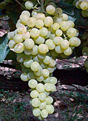сорт винограда Ора - гроздь
