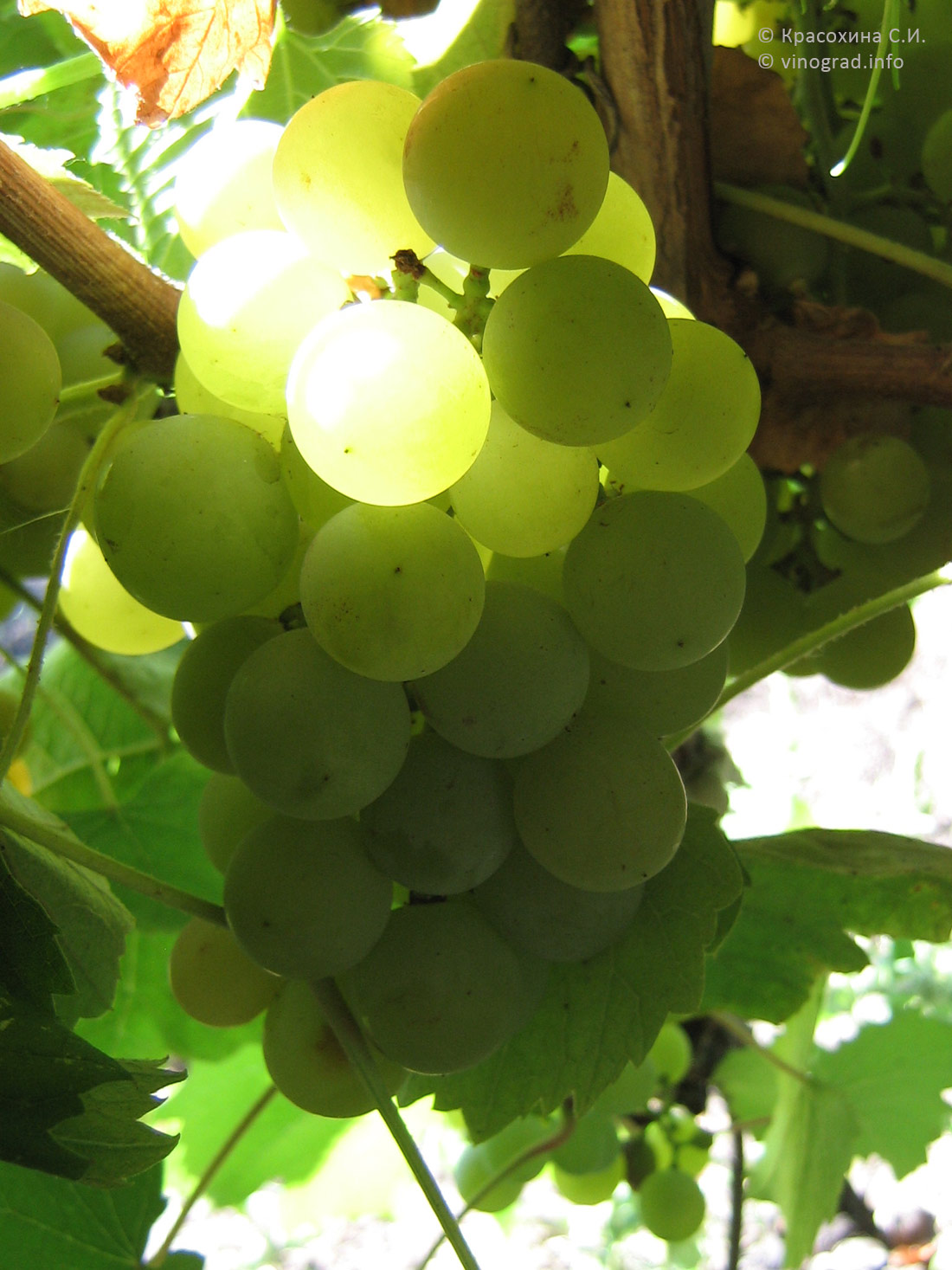 Гайлюне – сорт винограда