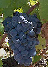 сорт винограда Терре