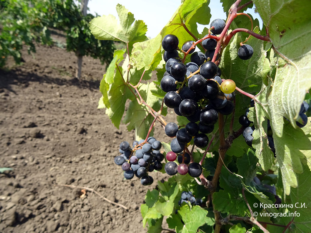 Лысычина - сорт винограда