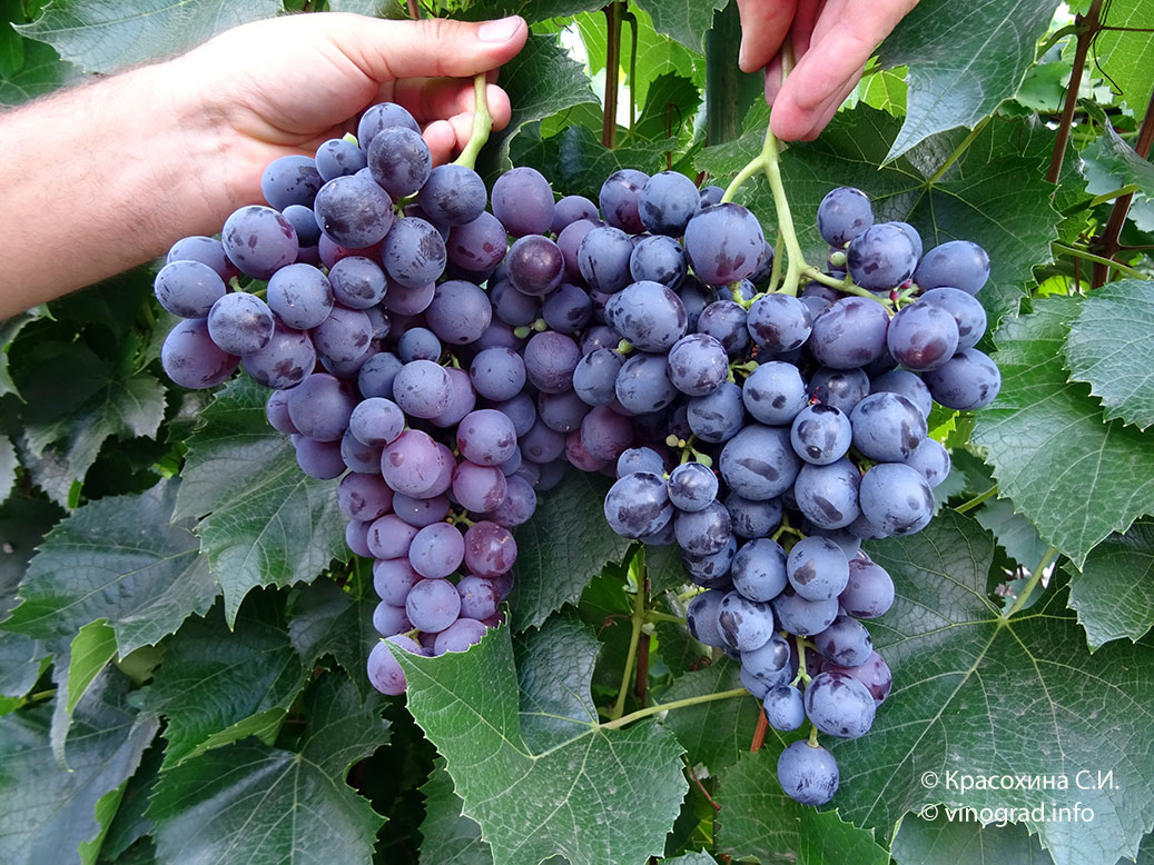 грозди винограда Восторг черный