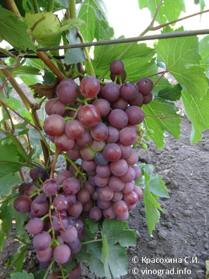 Сеня виноград