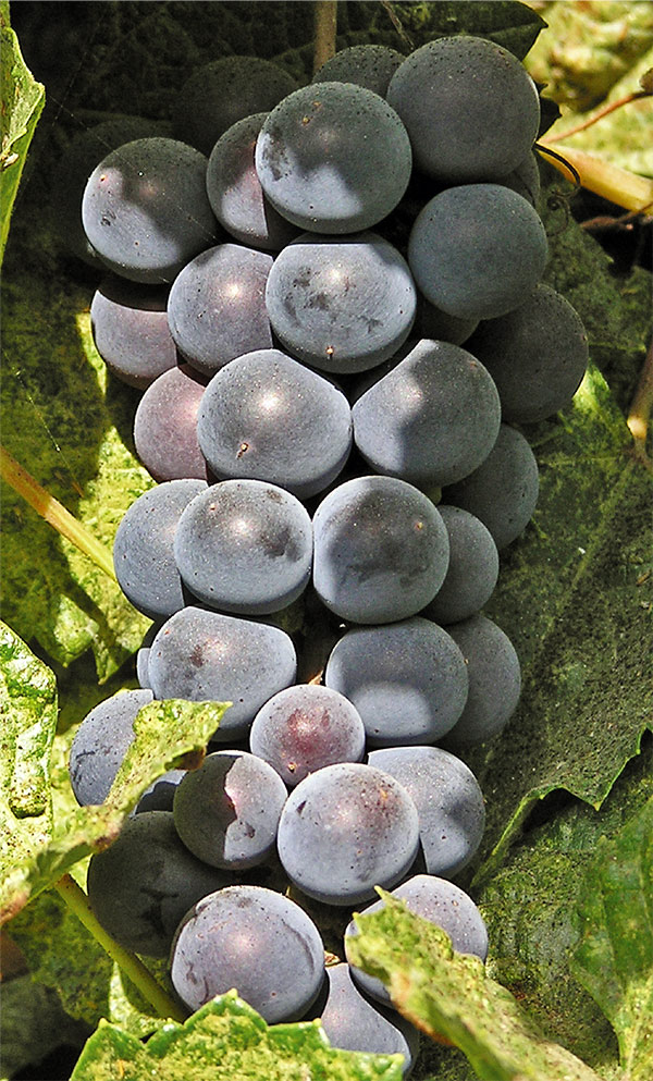 Ломанто (Lomanto) - сорт винограда