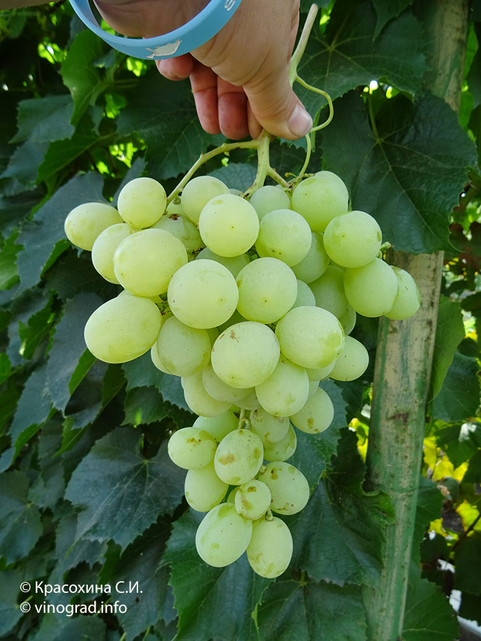 Антоний великий – гибридная форма винограда