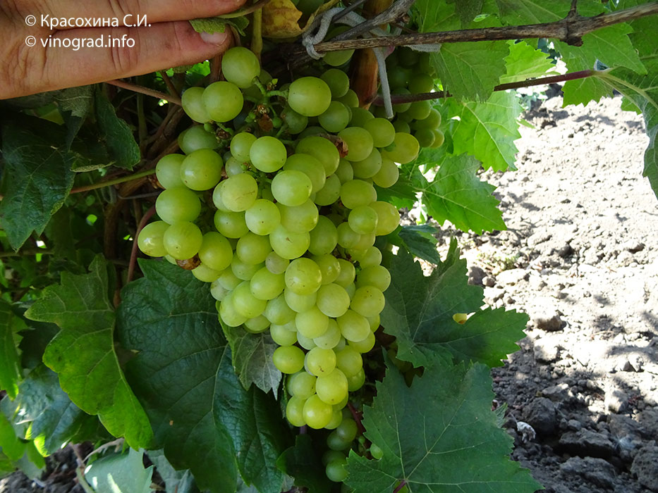 Сорт винограда Первенец Донбасса