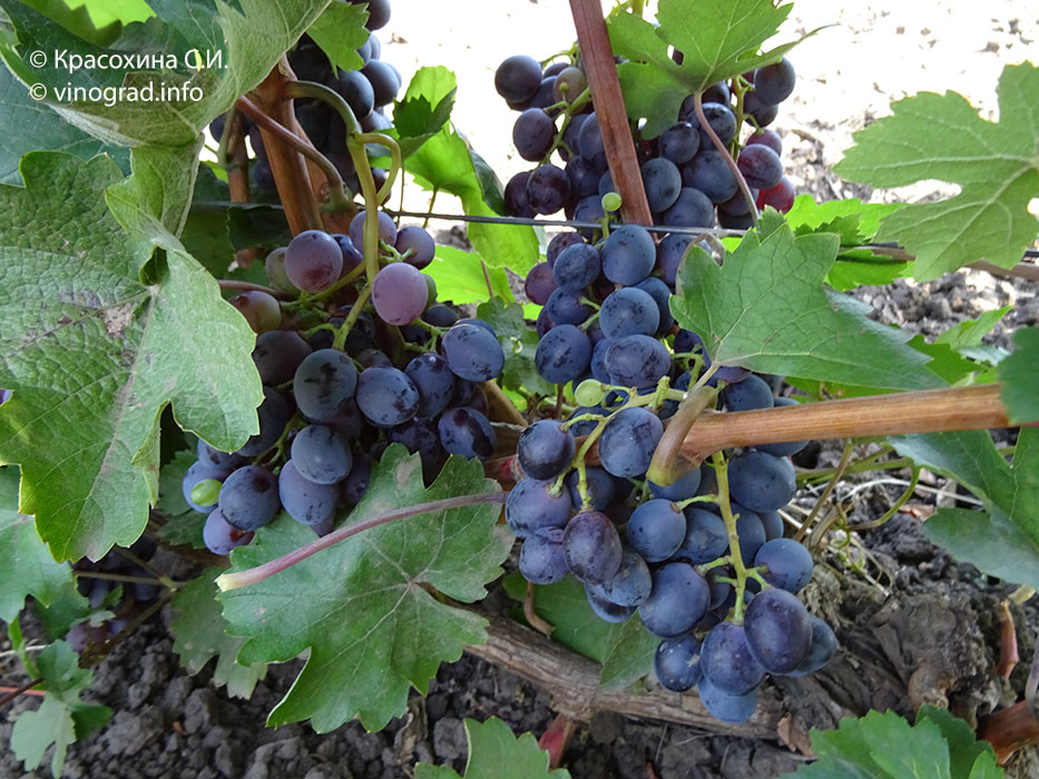 Венгерский синий - сорт винограда