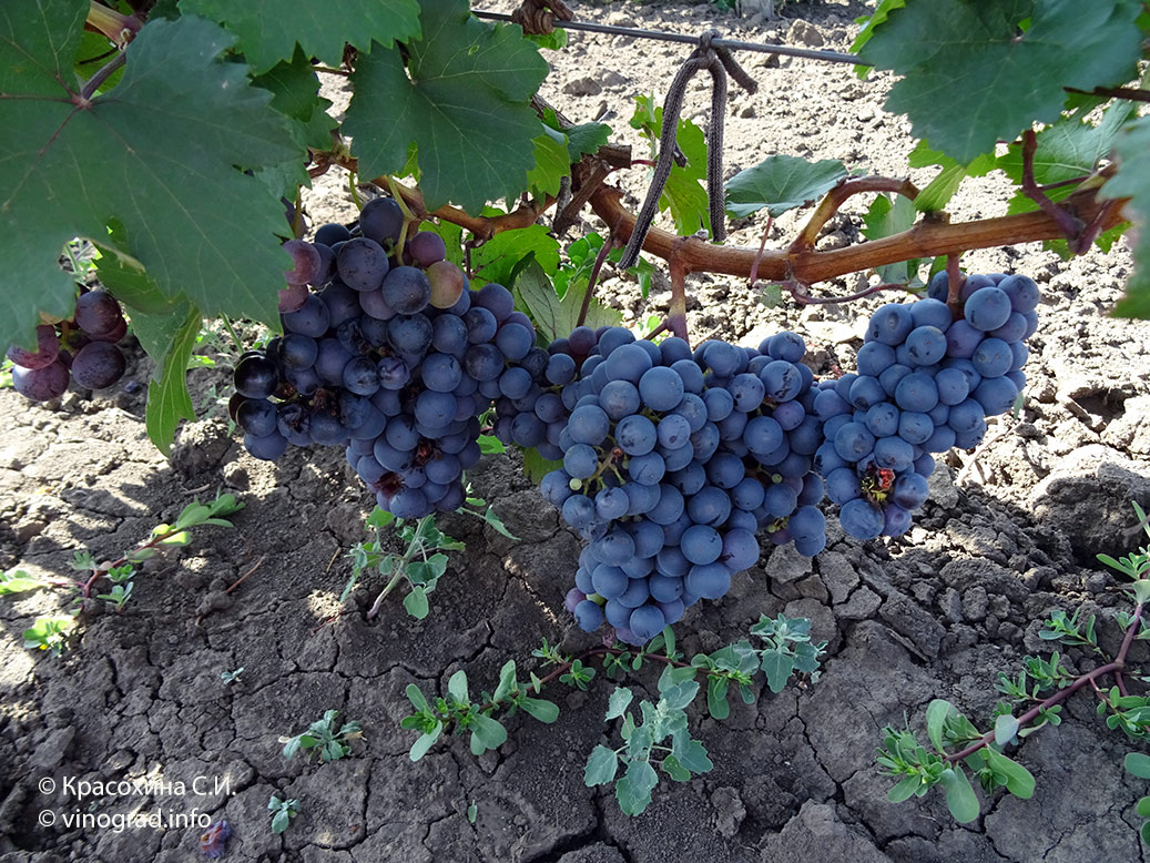 Гран нуар де ля Кальмет – сорт винограда