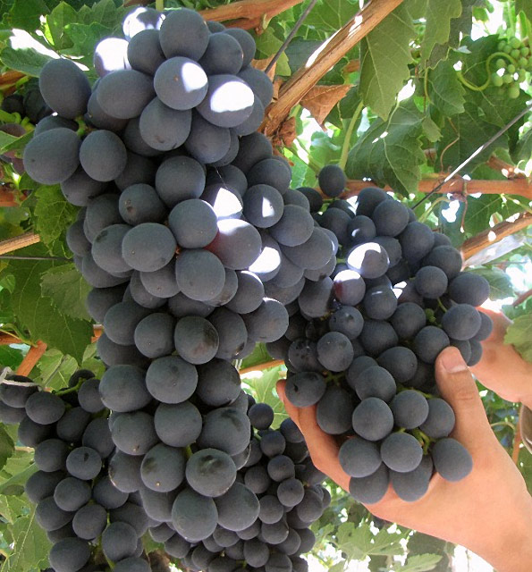 Иниагрейп-ван (Iniagrape-one) - чилийский сорт винограда