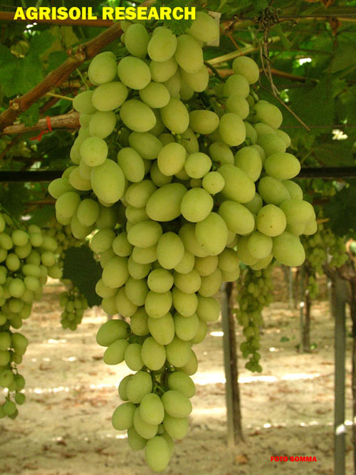 Джейд сидлис (Jade Seedless) – бессемянный сорт винограда