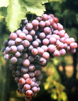 Перлон (Perlon) – бессемянный сорт винограда