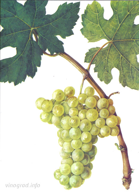 Хатми - гроздь