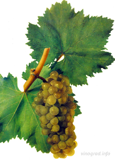 Сорт винограда Лалвари