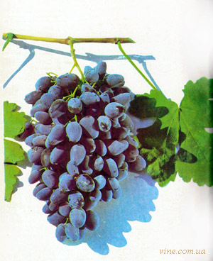 Кишмиш Согдиана, сорт винограда