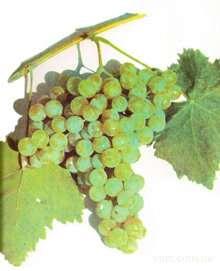 Сорт винограда Мускат узбекистанский