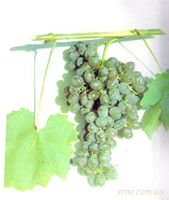Сурхак Китабский, столовый сорт винограда