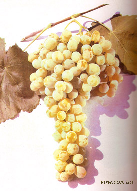 Ак якдона – среднеазиатский столовый сорт винограда,