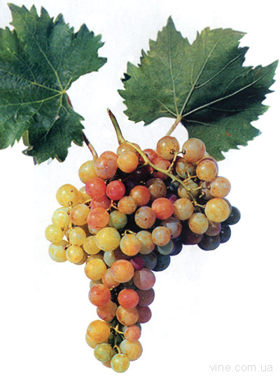 Маринка - сорт винограда