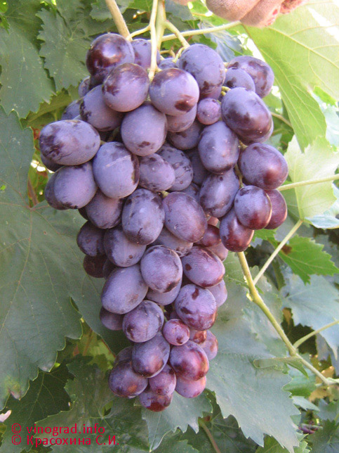 Сорт винограда Маршальский