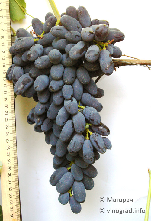 Новые столовые сорта винограда очень раннего срока созревания селекцииНИВиВ «Магарач»