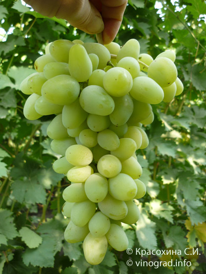 Есенин - гроздь винограда