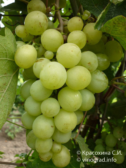 FVRv–19–6 гроздь