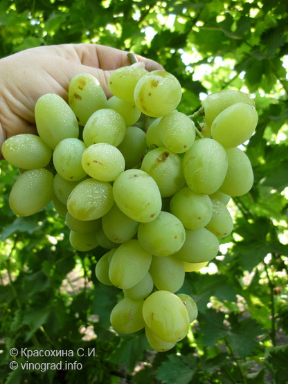 Илья – столовая форма винограда