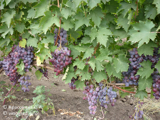 Юбилей Молдавии - куст винограда