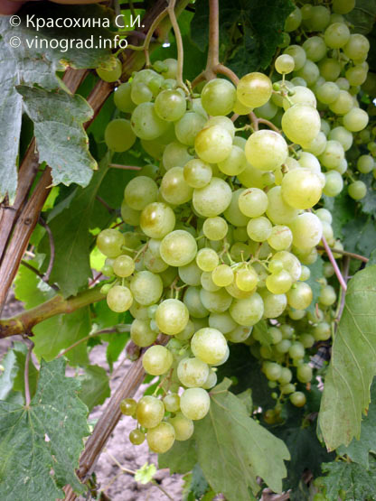 Виноград Краса Севера описание сорта, урожайность, фото и отзывы