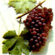 Кизил хурманы сорт винограда